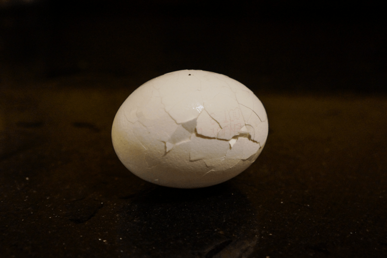 egg5